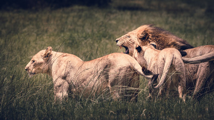 Pride of lions with the adult male roaring