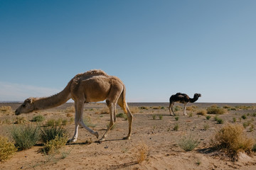 camels eating in the desert