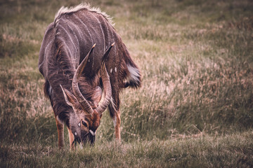 Male nyala on safari in South Africa