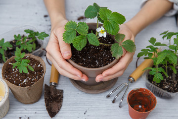 Healthy organic food concept. Close up of hands female hold seedling tomato In peat pot with ground. Seedling green plant of tomato. Springtime.