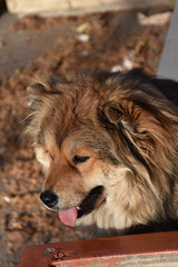 Dog head with long brown hair. Brown blurred background