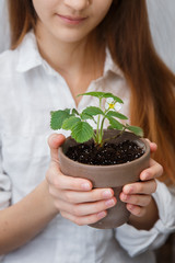 Child cultivates the land around the plant. School environmental education. Earth day concept. Dive flower sprouts into individual pots. Tomato seedlings picking. Sprout transplant. 