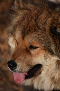 Portrait Of A Dog, Head From Top To Side