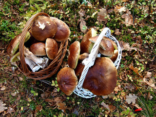 Jesienne zbiory grzybów prawdziwki borowiki © Agnieszka