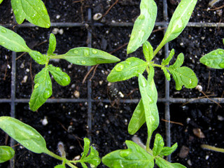 Seedlings, the first tomato sprouts in a container, a greenhouse, farm. Growing vegetables. Farming