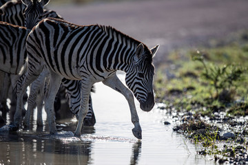 Fototapeta premium Zebra in Etosha
