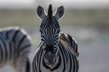 Naklejka premium Zebra in Etosha