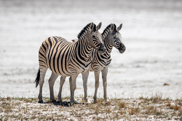 Obraz premium Zebras in Etosha National Park