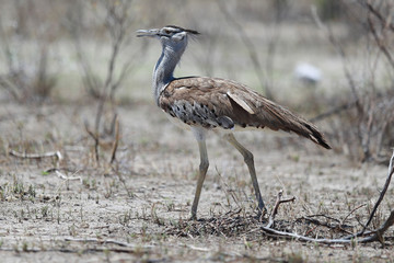 Kori bustard