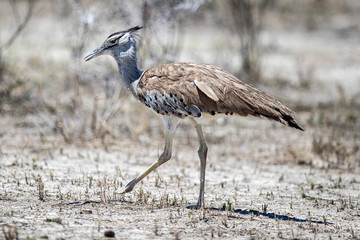 Kori bustard