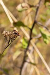 Firebug bending over a dry branch closeup.