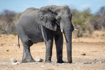 Fototapeta na wymiar Elephant in Etosha National Park