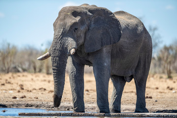 Fototapeta premium Elephant in Etosha National Park