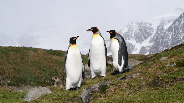 King Penguin on the beach in South Georgia