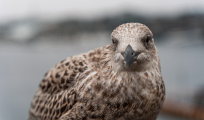 Möwe / gull 03