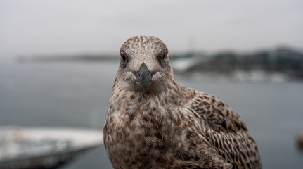 Fototapeta premium Möwe / gull 02