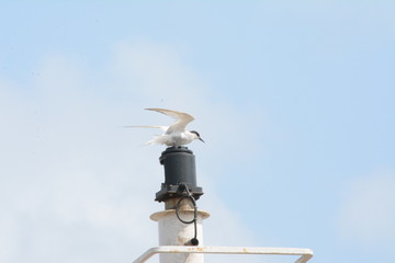 bird on a wire