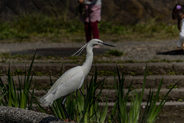 Snowy egret