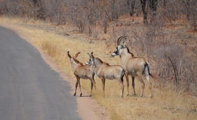 Naklejka na ściany i meble Rare herd of roan antelope, two young babies and an adult, on the road in Kruger National Park in South Africa