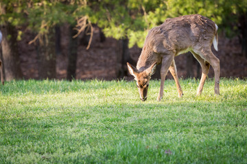 A young male White Tailed Deer grazing on grass. Photo is in the Spring and deer has shed his antlers. He is shedding his winter coat and fur looks rough and unkept.