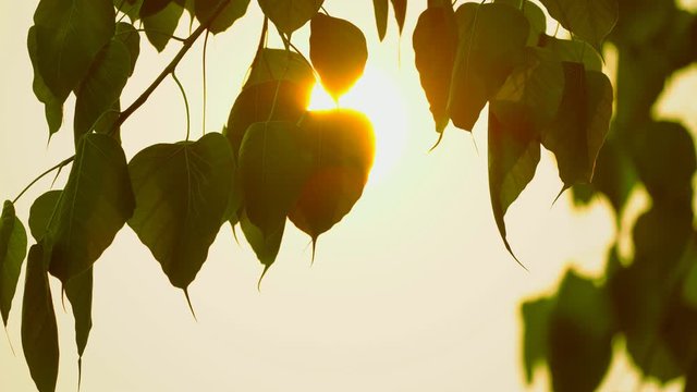 Sacred fig leaf or pho leaf motion by windy on sun on sunset sky background
