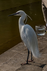 Snowy egret