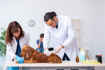 Vet doctor examining golden retriever dog in clinic