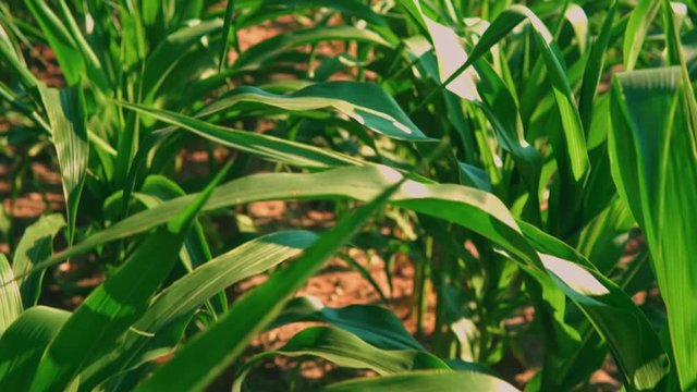 panorama growing plant close up foliage corn agricultural field sunny day spring season