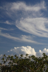 Dramatic blue sky in sunset time with floating fluffy clouds