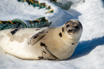 A young harp seal with grey fur and dark spots. The wild animal is laying on white snow near a fishing trap for crab. 