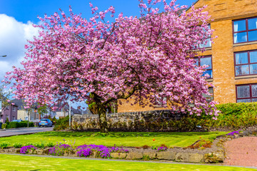 Japanese cherry tree blossom  in Spirng time in Airdrie, Scotland - 335434574