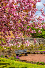 Japanese cherry tree blossom  in Spirng time in Airdrie, Scotland