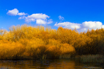 Bushes and reed in the water, beautiful Fall colors