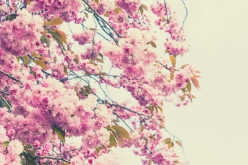Obraz na płótnie Canvas Japanese cherry tree blossom in Spirng time