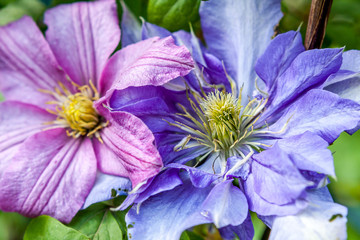 Beautiful pink and violet clematis close up in the garden