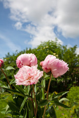 Pink peonies in the garden and the blue sky