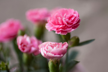 Obraz premium Pink carnations close up