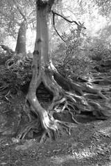 Tree roots in black and white - 335435331