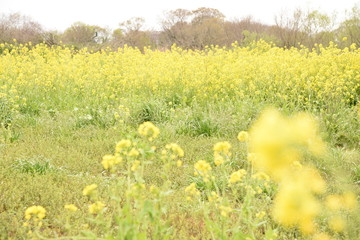 菜の花