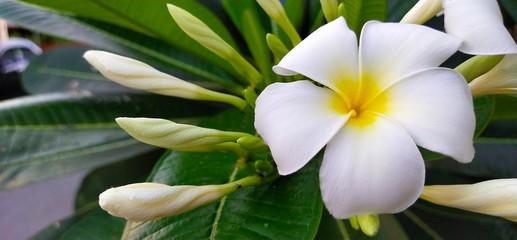 Obraz premium Plumeria flower, white and yellow