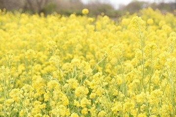 菜の花