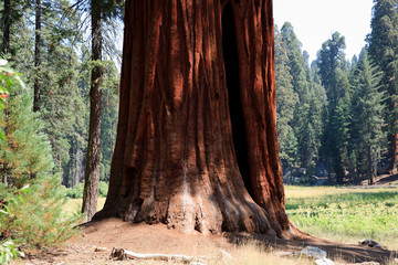 Obraz premium California / USA - August 23, 2015: A giant sequoia tree trunk detail in the forest of Sequoia National Park, California, USA
