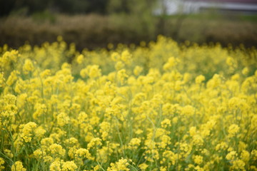 菜の花