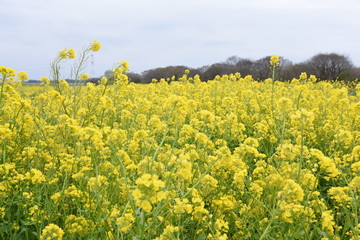 菜の花