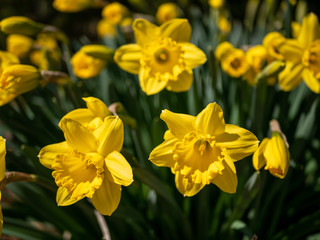 yellow daffodils in spring