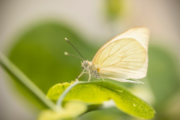 mariposa