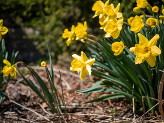 Fototapeta premium yellow daffodils in spring