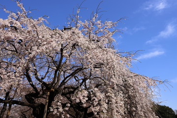 満開の桜　左寄せ