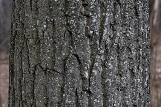 Texture of old grey poplar bark. Wood trunk background in city park