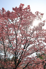 満開の桜　逆光
